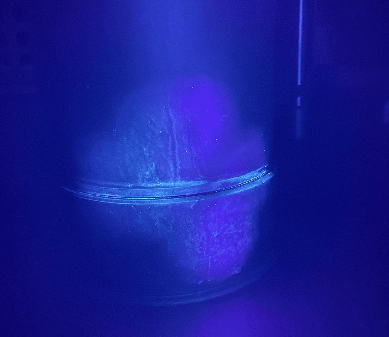 Biofilm